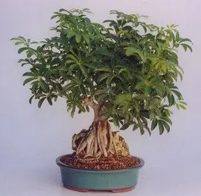 Hawaiian Umbrella Bonsai Tree Roots Growing Over Rock - Extra Large (Arboricola Schefflera)