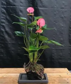Flowering Pink Anthurium In Hawaiian Lava Rock ("small talk") Bonsai Tree (anthurium andraeanum)