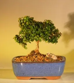 Japanese Kingsville Boxwood Bonsai Tree Buxus Microphylla "Compacta"