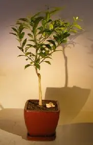 Flowering Seedless Tangerine Citrus Bonsai Tree (kishu mandarin)