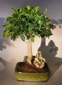 Ficus Retusa Bonsai Tree - Large Root over Rock Style (ficus retusa)