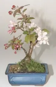 Flowering Crabapple Bonsai Tree (Malus Sargenti)