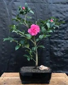 Flowering Camellia Bonsai Tree (Camellia japonica)