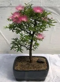 Flowering Powder Puff Bonsai Tree - Large (Calliandra Haematocephala)