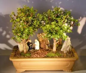 Baby Jade Bonsai Rock Landscape Forest Group (Portulacaria Afra)