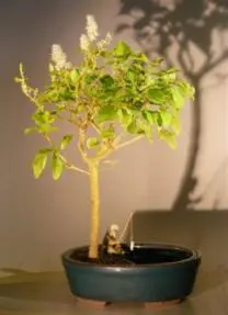 Flowering Ligustrum Bonsai Tree in a Water Pot (ligustrum lucidum)