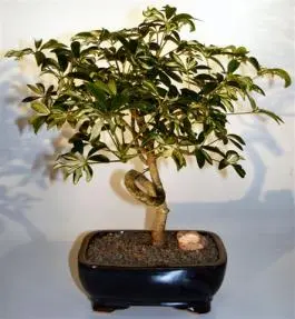 Hawaiian Umbrella Bonsai Tree Coiled Trunk - Variegated (arboricola schefflera)