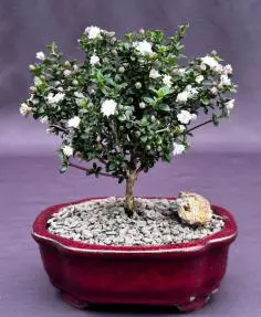 Snow Rose Serissa Bonsai Tree - Small (serissa foetida)