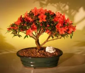 Azalea - Red (Azalea Rhododendren)
