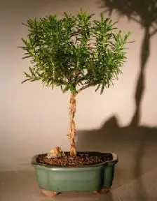Flowering Rosemary Bonsai Tree Three Tree Braided Trunk (rosmarinus officinalis)