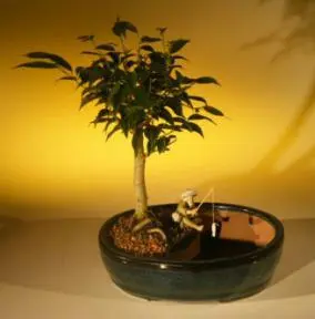 Ficus Oriental Bonsai Tree/Water Bonsai Pot (ficus 'orientalis')
