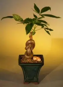 Money Bonsai Tree (Lucky Knot)-Knotted Trunk (pachira aquatica)