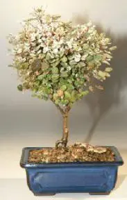 Dwarf Snowbush Bonsai Tree (breynia disticha)