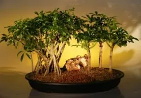 Hawaiian Umbrella Bonsai Tree - Banyan Style plus Three (3) Tree Forest Group (arboricola schefflera)