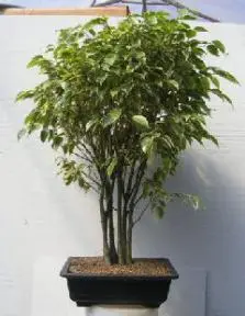 Ficus Bonsai Tree Forest Group - Variegated (ficus benjamina)
