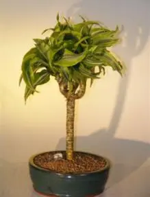 Dracaena Bonsai Tree - Variegated Candelabra Style (santa rosa )