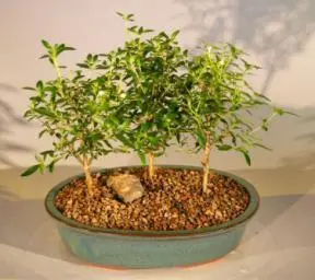 Flowering White Serissa Bonsai Tree Bonsai Tree of a Thousand Stars Three Tree Forest Group - Medium (serissa japonica)