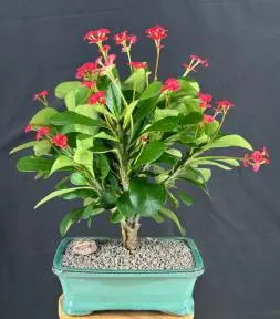 Flowering Crown of Thorns Bonsai Tree - Red / Salmon (euphorbia milii)