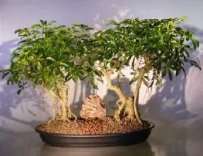 Hawaiian Umbrella Bonsai Tree Banyan Style - Double Planting (arboricola schefflera)