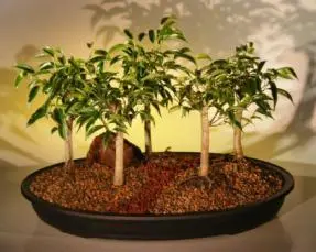 Oriental Ficus Bonsai Tree Five (5) Tree Forest Group (benjamina 'orientalis')