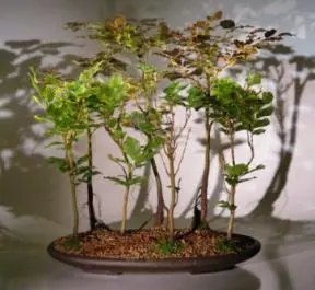 Copper Beech - 7 Tree Forest Group (fagus sylvatica 'purpurea')