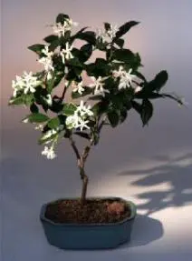 Flowering White Jasmine (trachelospermum jasminoides)