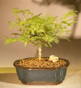Flowering Princess Earrings Bonsai Tree - Small (dichrostachys cinerea)