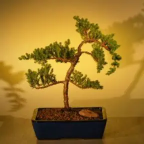 Juniper Bonsai Tree (juniper procumbens 'nana'