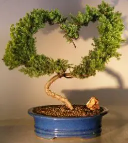 Juniper Bonsai Tree - Heart Shaped (juniper procumbens nana)