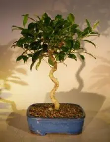 Ficus Benjamina Bonsai Tree Art Shaped Curved Trunk (exotica)