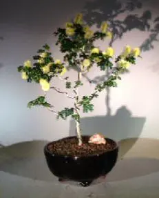 Flowering Texas Ebony Bonsai Tree
(Pithecolobium Flexicaule)