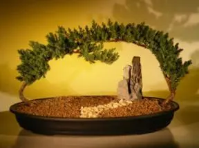 Juniper Bonsai Tree - Double Planting Landscape (juniper procumbens nana)