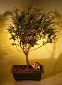Sawara Cypress (chamaecyparis pisifera 'boulevard')