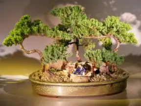 Juniper Bonsai Tree - Forest Scene (juniper procumbens nana)