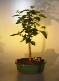Paper Birch Bonsai Tree (betula papyrifera)
