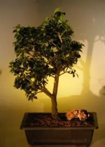 Japanese Holly Bonsai Tree (ilex serendipity)