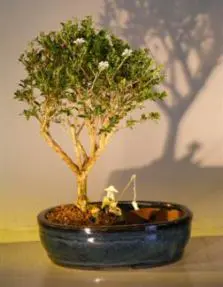 Flowering Mount Fuji Bonsai Tree Land/Water Pot - Medium (serissa foetida)