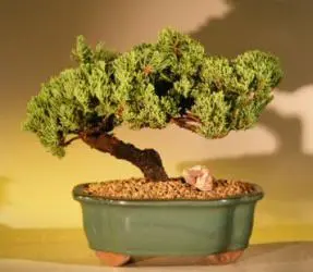 Juniper Bonsai Tree (juniper procumbens "nana")