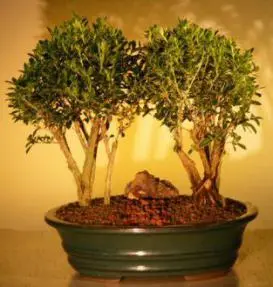 Flowering Mount Fuji Serissa Double Tree Planting (serissa foetida)