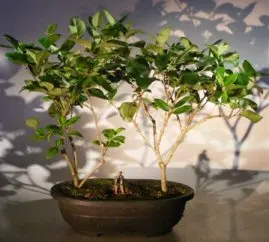 Flowering Ligustrum Bonsai Tree - Two Tree Group (ligustrum lucidum)