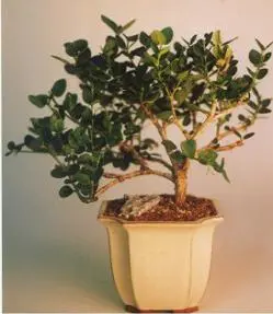 Flowering Plum Bonsai Tree - Large (Carissa Macrocarpa)