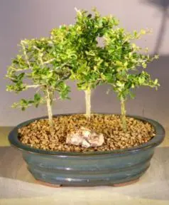 Flowering Tropical Boxwood Bonsai Tree 3 Tree Forest Group (neea buxifolia)
