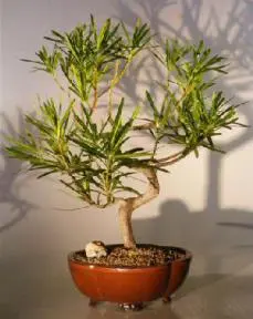 Podocarpus Bonsai Tree (podocarpus macrophyllus)9