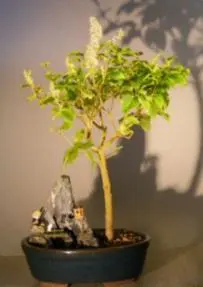 Flowering Ligustrum Bonsai Tree - Stone Landscape Scene (ligustrum lucidum)