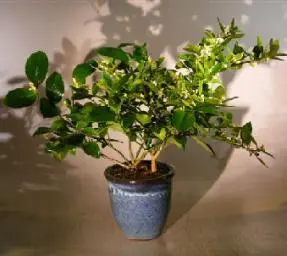Flowering Cocktail Citrus Bonsai Tree - Lemon & Lime Citrus Trees in One Pot ('Citrus Meyeri' and 'Citrus Aurantifolia')