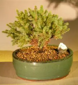 Dwarf Black Spruce (Picca Mariana 'Nana')