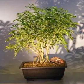 Hawaiian Umbrella Bonsai Tree - Banyan Style - Variegated (arboricola schefflera)