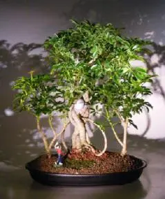 Hawaiian Umbrella Bonsai Tree - Golf Group Scene with Banyan Roots (Arboricola Schefflera)