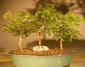 Flowering Princess Earrings Bonsai Tree - Three Tree Group (dichrostachys cinerea)