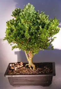 Korean Boxwood (Buxus Microphylla)